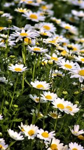 Preview wallpaper daisies, flowers, summer, field, plants