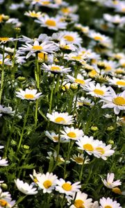 Preview wallpaper daisies, flowers, summer, field, plants