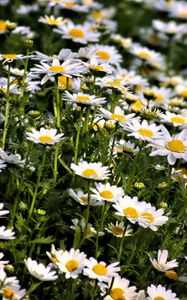 Preview wallpaper daisies, flowers, summer, field, plants