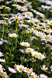 Preview wallpaper daisies, flowers, summer, field, plants