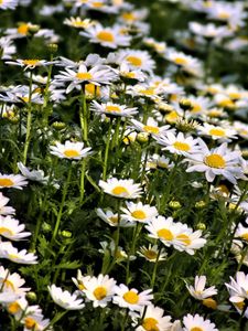 Preview wallpaper daisies, flowers, summer, field, plants