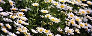 Preview wallpaper daisies, flowers, summer, field, plants