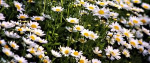 Preview wallpaper daisies, flowers, summer, field, plants