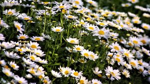 Preview wallpaper daisies, flowers, summer, field, plants