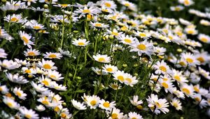 Preview wallpaper daisies, flowers, summer, field, plants