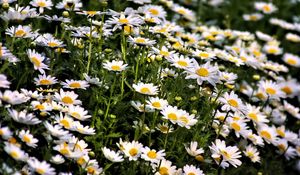 Preview wallpaper daisies, flowers, summer, field, plants