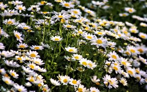 Preview wallpaper daisies, flowers, summer, field, plants