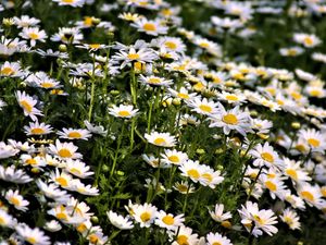 Preview wallpaper daisies, flowers, summer, field, plants