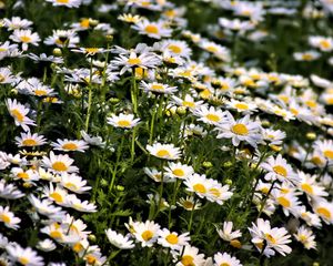 Preview wallpaper daisies, flowers, summer, field, plants