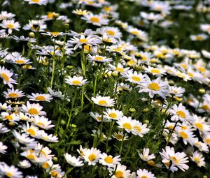 Preview wallpaper daisies, flowers, summer, field, plants