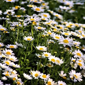 Preview wallpaper daisies, flowers, summer, field, plants