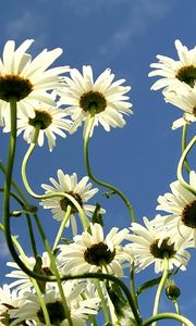 Preview wallpaper daisies, flowers, summer, sky, clouds