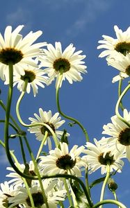Preview wallpaper daisies, flowers, summer, sky, clouds