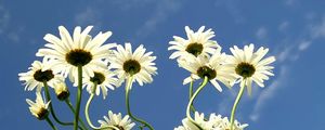 Preview wallpaper daisies, flowers, summer, sky, clouds