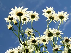 Preview wallpaper daisies, flowers, summer, sky, clouds