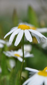 Preview wallpaper daisies, flowers, summer, sun, close-up