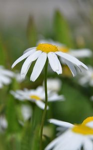 Preview wallpaper daisies, flowers, summer, sun, close-up