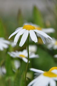 Preview wallpaper daisies, flowers, summer, sun, close-up