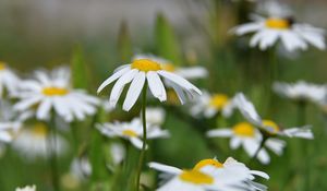 Preview wallpaper daisies, flowers, summer, sun, close-up