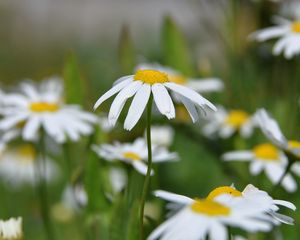 Preview wallpaper daisies, flowers, summer, sun, close-up