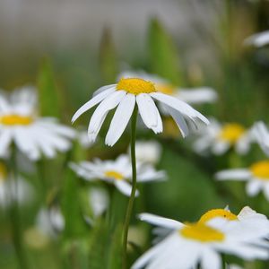 Preview wallpaper daisies, flowers, summer, sun, close-up