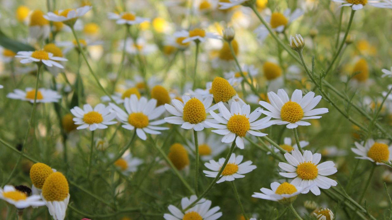 Wallpaper daisies, flowers, summer, field