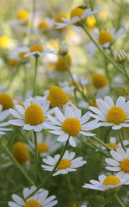 Preview wallpaper daisies, flowers, summer, field