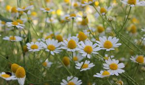 Preview wallpaper daisies, flowers, summer, field