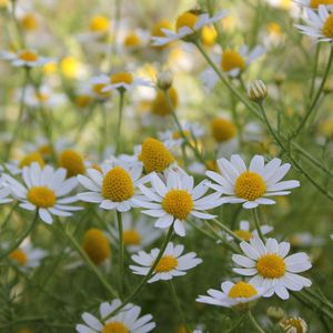 Preview wallpaper daisies, flowers, summer, field