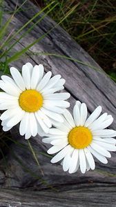 Preview wallpaper daisies, flowers, timber, grass