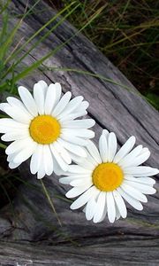 Preview wallpaper daisies, flowers, timber, grass