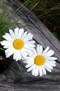 Preview wallpaper daisies, flowers, timber, grass