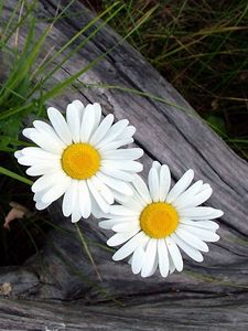 Preview wallpaper daisies, flowers, timber, grass