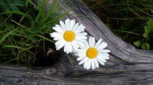 Preview wallpaper daisies, flowers, timber, grass