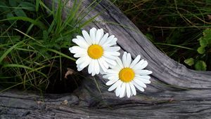 Preview wallpaper daisies, flowers, timber, grass