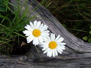 Preview wallpaper daisies, flowers, timber, grass