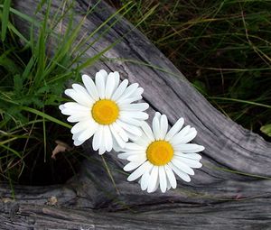 Preview wallpaper daisies, flowers, timber, grass