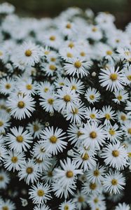 Preview wallpaper daisies, flowers, white, macro, bloom