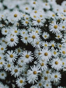 Preview wallpaper daisies, flowers, white, macro, bloom