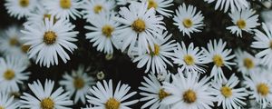 Preview wallpaper daisies, flowers, white, macro, bloom