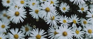 Preview wallpaper daisies, flowers, white, macro, bloom