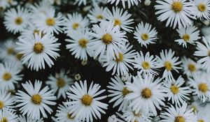 Preview wallpaper daisies, flowers, white, macro, bloom