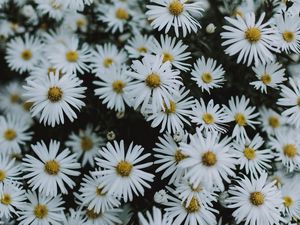Preview wallpaper daisies, flowers, white, macro, bloom