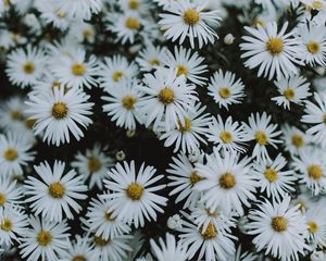 Preview wallpaper daisies, flowers, white, macro, bloom