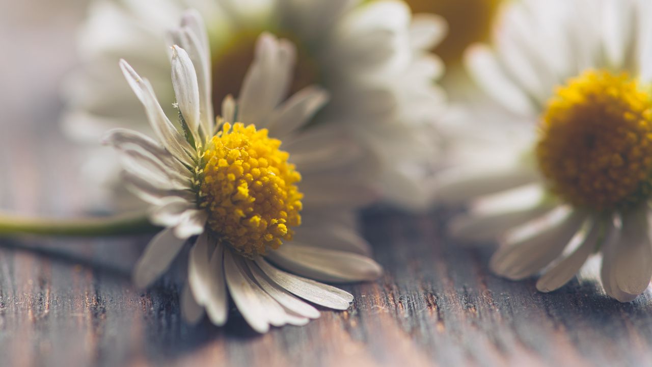 Wallpaper daisies, flowers, white, macro