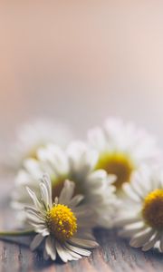 Preview wallpaper daisies, flowers, white, macro