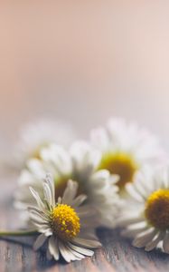 Preview wallpaper daisies, flowers, white, macro