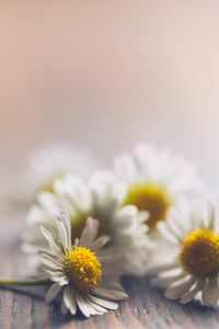 Preview wallpaper daisies, flowers, white, macro