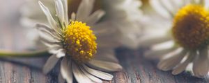 Preview wallpaper daisies, flowers, white, macro