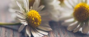Preview wallpaper daisies, flowers, white, macro